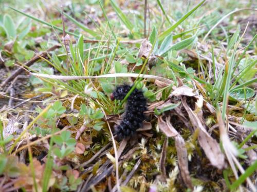 Melitaea cinxia