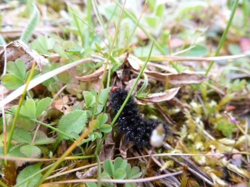 Melitaea cinxia