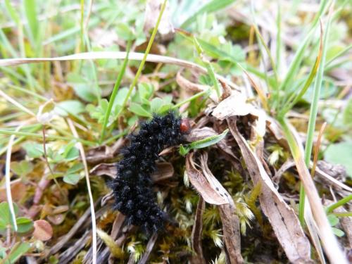 Melitaea cinxia
