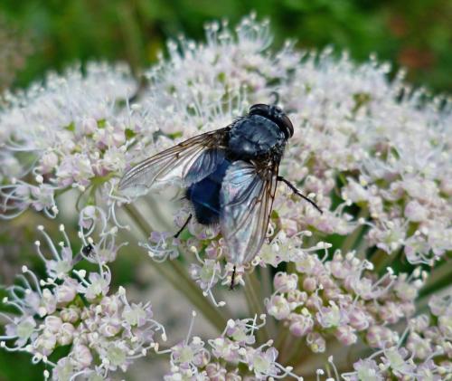 Réf. 116 123 : Calliphora sp.