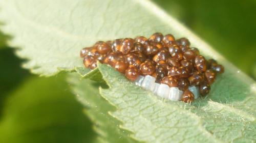 Nezara viridula