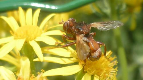 Réf. 116 642 : Sicus sp.