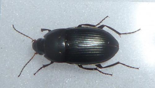 Réf. 116 420 : Amara ovata