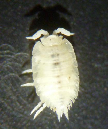 Platyarthrus hoffmannseggii