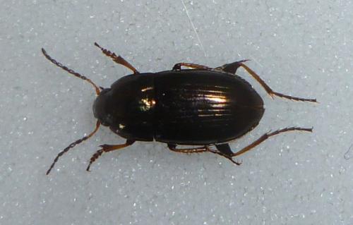 Amara plebeja