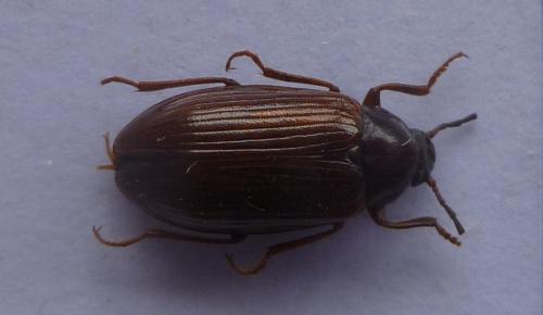 Gonodera luperus