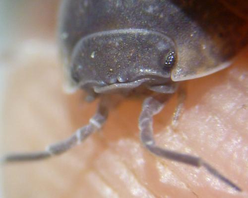 Armadillidium opacum