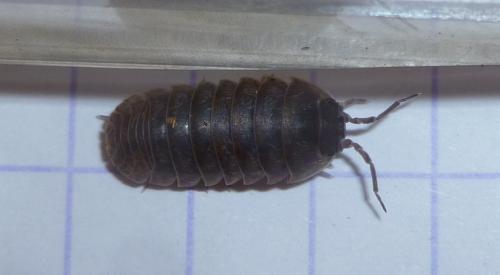 Armadillidium opacum