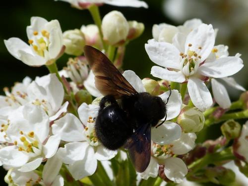 Xylocopa violacea