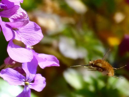 Bombylius major