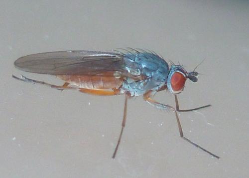 Réf. 116 065 : Tephrochlamys sp.