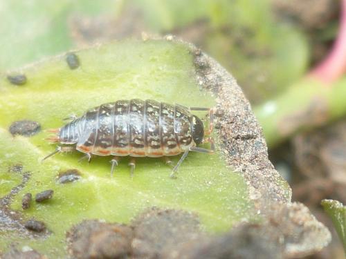 Philoscia muscorum