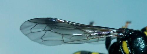Gorytes planifrons