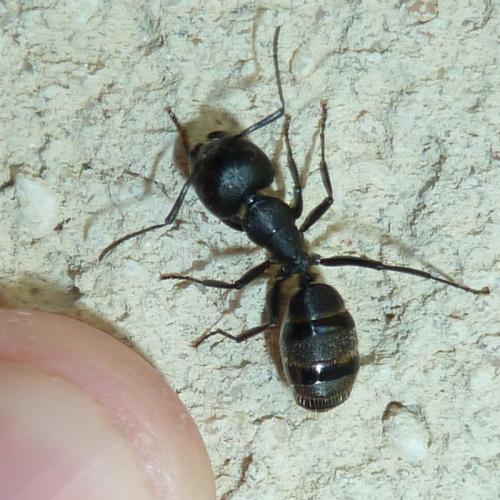 Réf. 116 360 : Camponotus aethiops