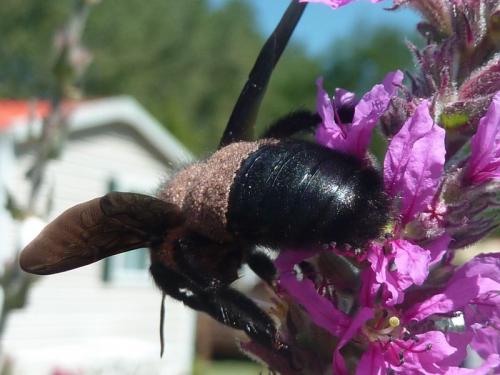 Xylocopa violacea