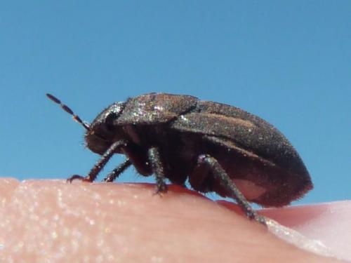 Odontoscelis fuliginosa