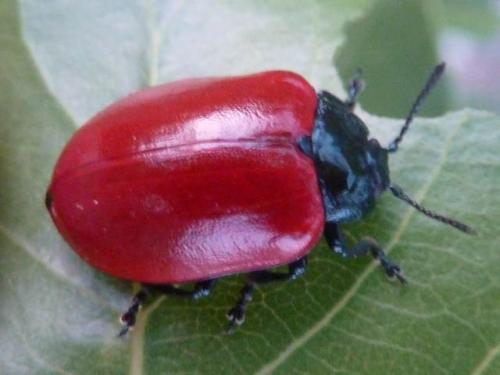 Chrysomela populi