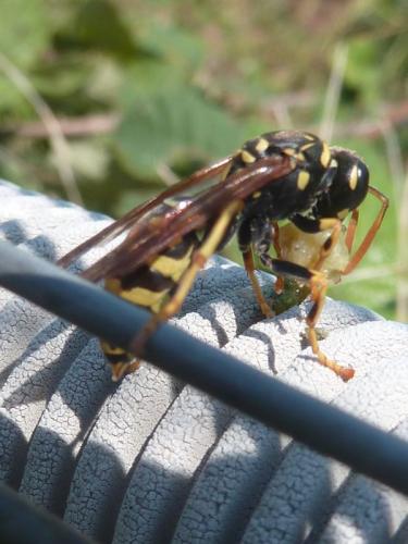 Polistes dominula