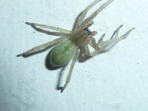Cheiracanthium sp.