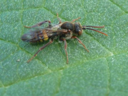 Nomada sp.