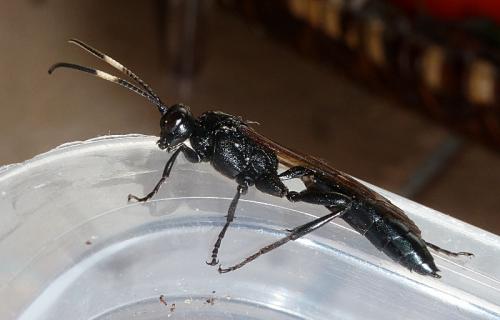 Réf. 116 259 : Coelichneumon leucocerus