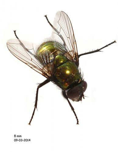 Réf. 116 343 : Neomyia cornicina