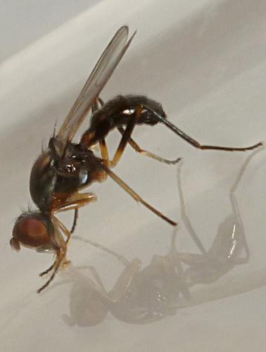 Réf. 116 593 : Nemopoda nitidula