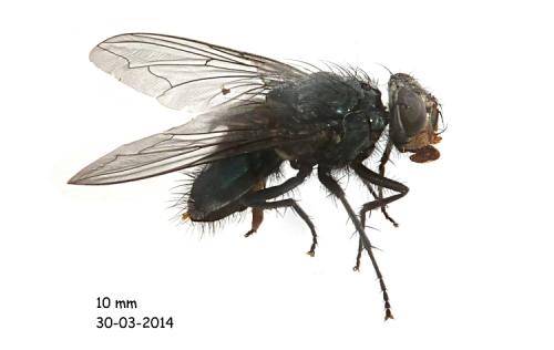 Calliphora vicina
