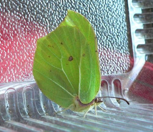 Gonepteryx rhamni