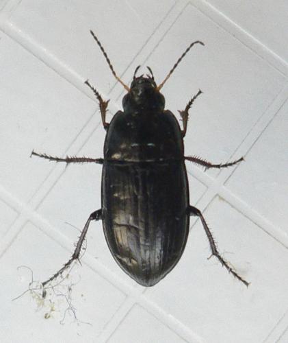 Amara aenea
