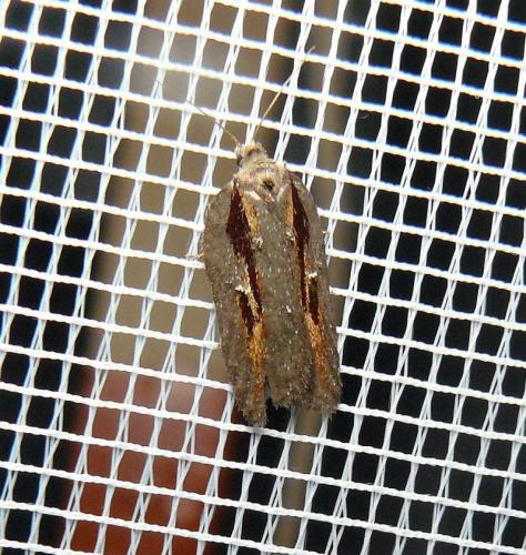 Acleris hastiana