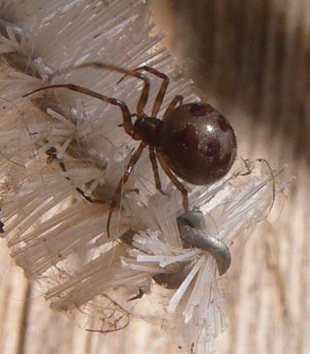 Réf. 116 969 : Steatoda triangulosa