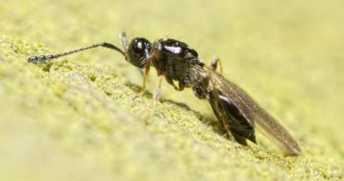 Réf. 116 467 : Trichopria sp.