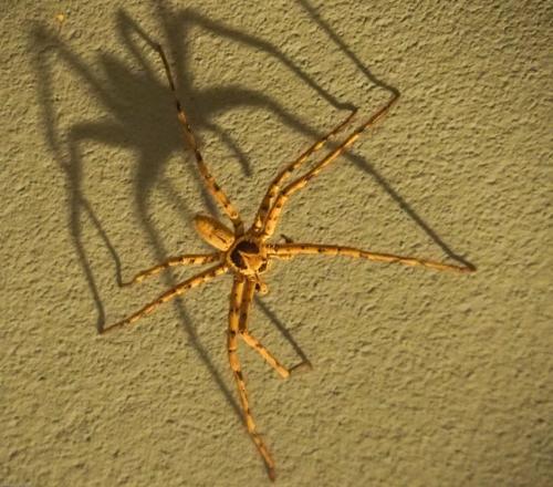 Réf. 116 193 : Heteropoda sp.