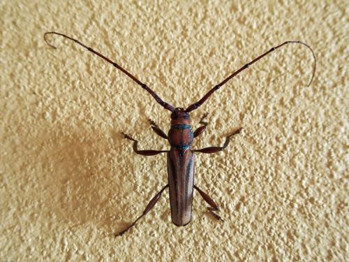 Réf. 116 103 : Xystrocera globosa