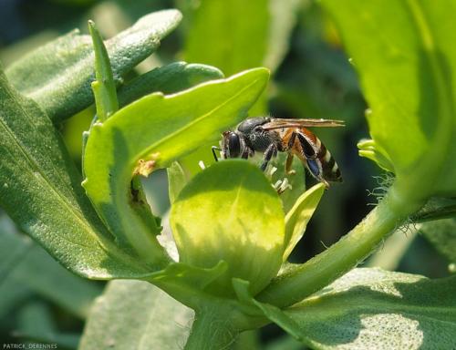 Apis florea
