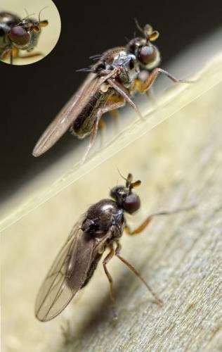 Hyadina guttata