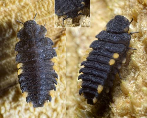 Réf. 116 201 : Endomychus coccineus