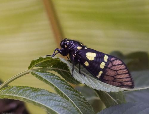 Réf. 116 126 : Gaeana maculata