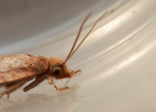 Acleris ferrugana