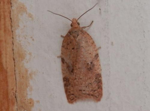 Acleris ferrugana