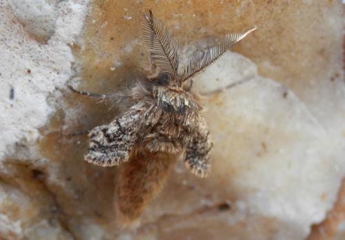 Réf. 116 486 : Lycia hirtaria
