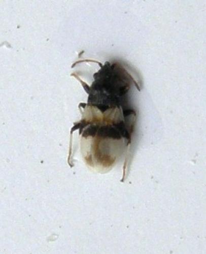 Réf. 116 591 : Macropternella bicolor