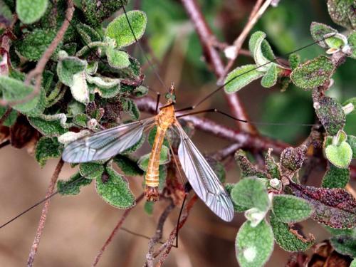 Tipula bezzii