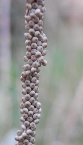 Réf. 116 925 : Calliteara pudibunda