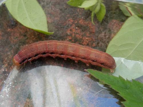 Réf. 116 869 : Orthosia gracilis