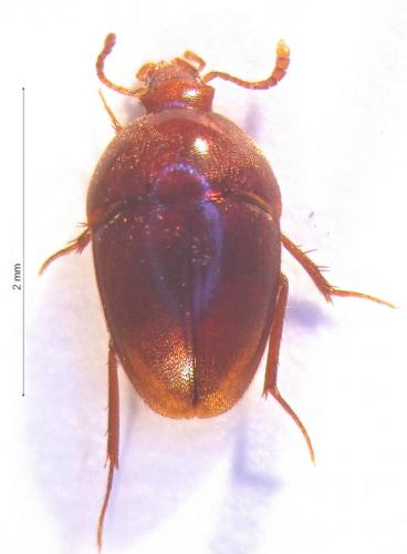 Parabathyscia grouvellei
