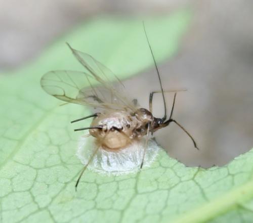 Praon sp.