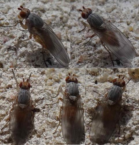 Réf. 116 498 : Tephrochlamys sp.