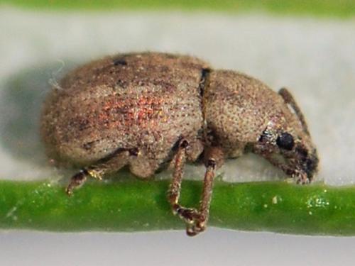 Réf. 116 120 : Pseudoperitelus senex